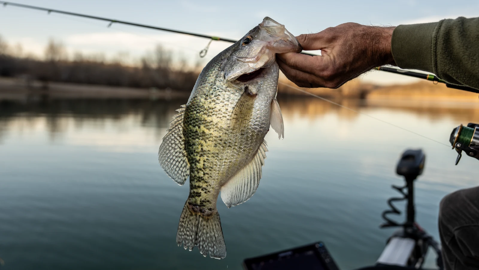 Pigeon Lake Resort Cottage Angler holding a crappie fish beside a calm lake with fishing rod in background.